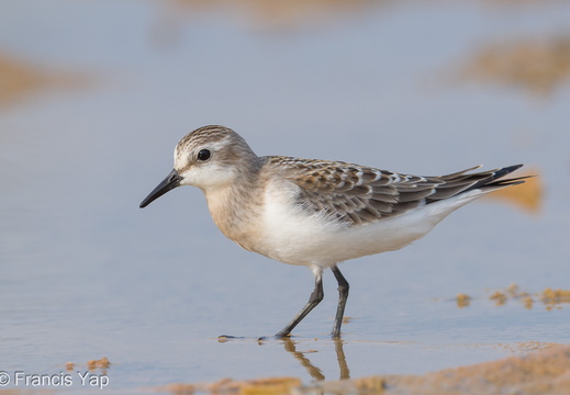 Red-necked Stint - display this album Red-necked Stint