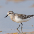 Red-necked_Stint-170914-103ND500-FYP_4679-W.jpg