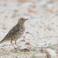 Red-throated_Pipit-130203-105EOS1D-FY1X5344-W.jpg