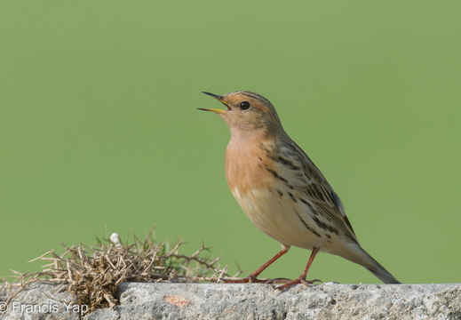Red-throated Pipit - display this album Red-throated Pipit