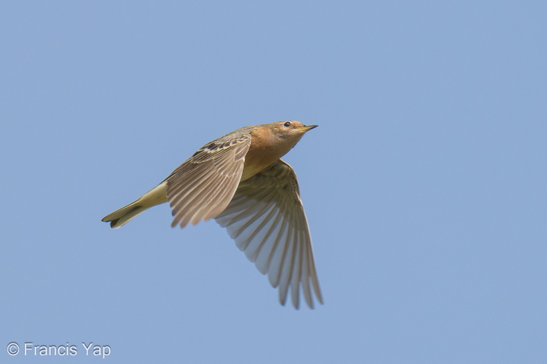 Red-throated_Pipit-210321-105MSDCF-FRY06711-W.jpg