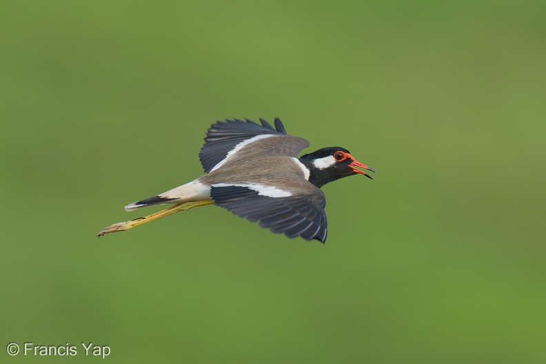 Red-wattled_Lapwing-210410-107MSDCF-FRY01746-W.jpg