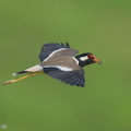 Red-wattled_Lapwing-210410-107MSDCF-FRY01746-W.jpg