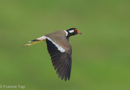 Red-wattled Lapwing - display this album Red-wattled Lapwing