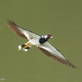 Red-wattled_Lapwing-251130-138FRYAP-FYA02425-W.jpg