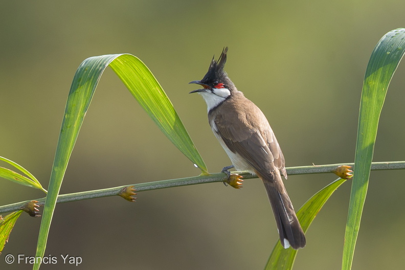 Red-whiskered_Bulbul-160914-104EOS1D-F1X22988-W.jpg