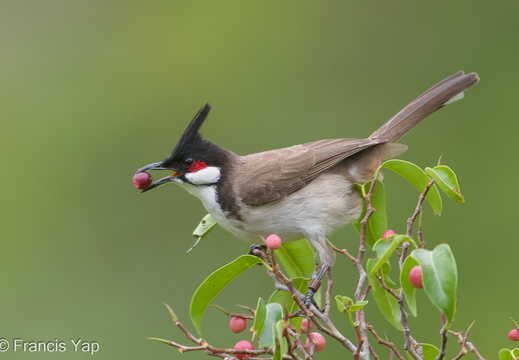 Red-whiskered Bulbul - display this album Red-whiskered Bulbul
