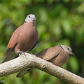 Red_Collared_Dove-200209-111MSDCF-FYP07730-W.jpg