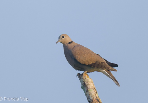 Red Collared Dove - display this album Red Collared Dove