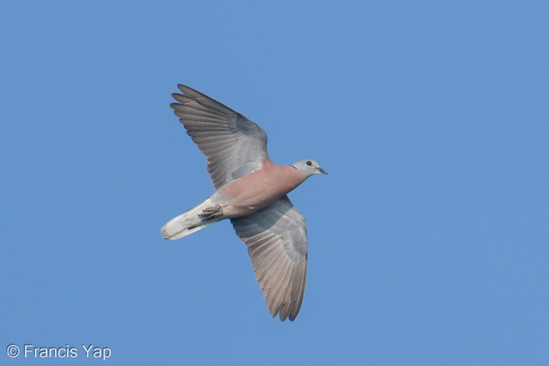 Red_Collared_Dove-260405-170FRYAP-FYA07138-W.jpg