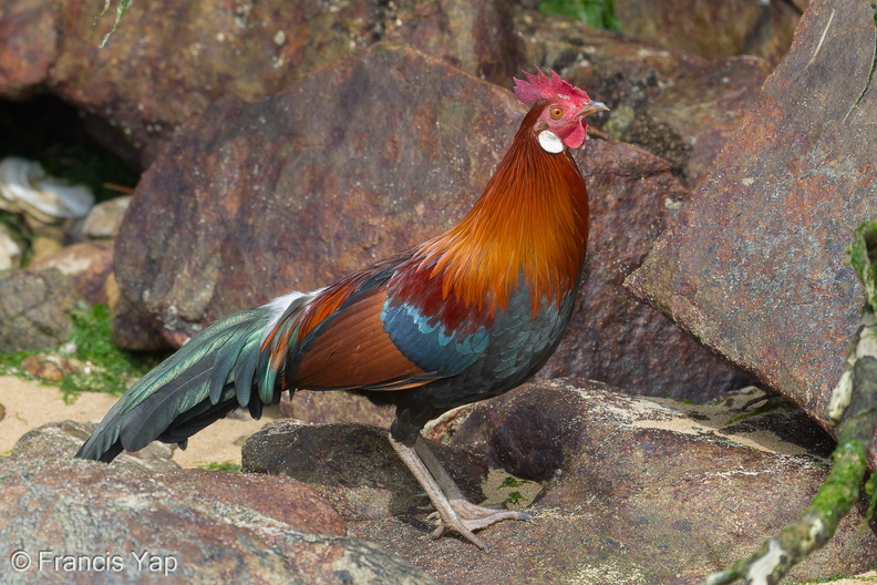 Red_Junglefowl-180311-108ND500-FYP_0013-W.jpg