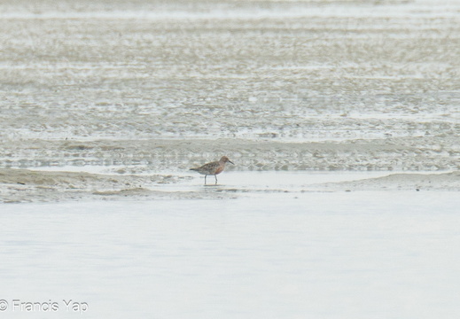 Red Knot - display this album Red Knot