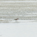 Red_Knot-220402-144MSDCF-FRY01704-W.jpg