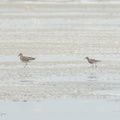 Red_Knot-220402-144MSDCF-FRY02732-W.jpg