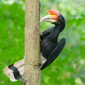 Rhinoceros_Hornbill-251030-128FRYAP-FYA08126-W.jpg