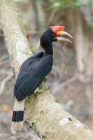 Rhinoceros Hornbill-251114-132FRYAP-FYA07456-W.jpg