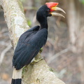 Rhinoceros_Hornbill-251114-132FRYAP-FYA07456-W.jpg