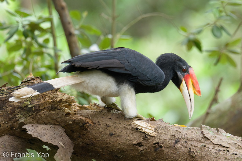 Rhinoceros_Hornbill-251114-133FRYAP-FYA00930-W.jpg