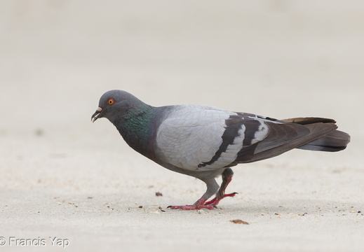 Rock Dove - display this album Rock Dove