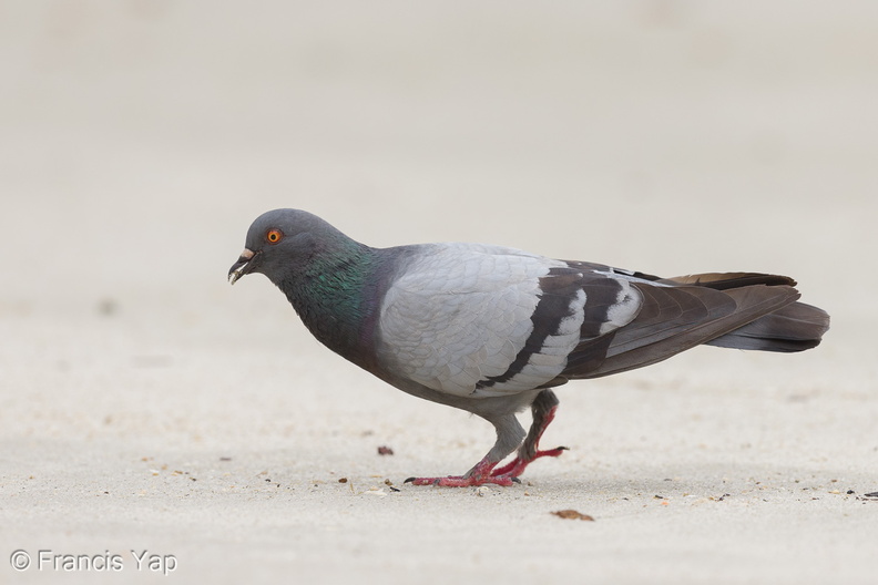Rock_Dove-160425-124EOS1D-FY1X7256-W.jpg