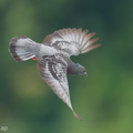 Rock_Dove-250805-117FRYAP-FYA01562-W.jpg