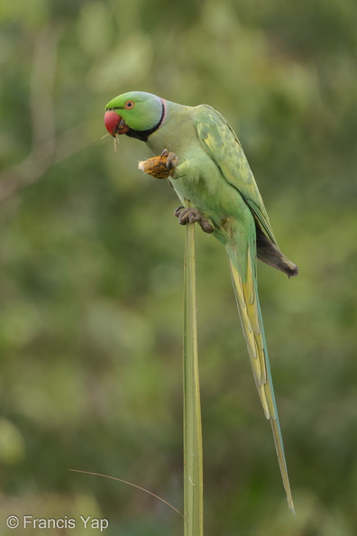 Rose-ringed_Parakeet-201225-105CANON-FY5R3169-W.jpg