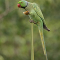 Rose-ringed_Parakeet-201225-105CANON-FY5R3169-W.jpg