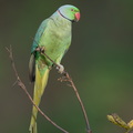 Rose-ringed_Parakeet-210311-104MSDCF-FRY03135-W.jpg