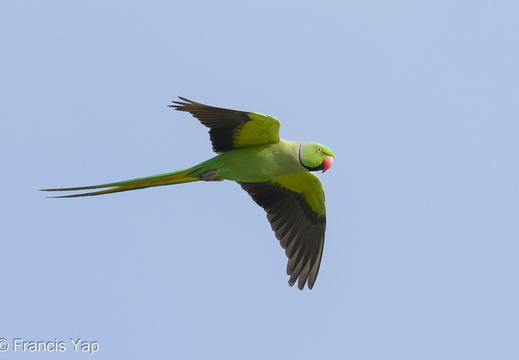 Rose-ringed Parakeet - display this album Rose-ringed Parakeet