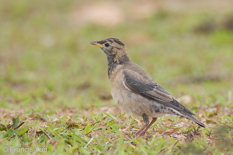 Rosy_Starling-120225-109EOS1D-FYAP2977-W.jpg