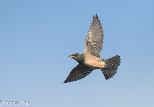 Rosy Starling - display this album Rosy Starling
