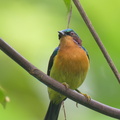 Ruby-cheeked_Sunbird-210904-118MSDCF-FRY09959-W.jpg