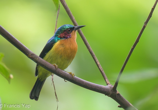 Ruby-cheeked Sunbird - display this album Ruby-cheeked Sunbird