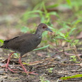 Ruddy-breasted_Crake-120726-100EOS1D-FY1X0593-W.jpg