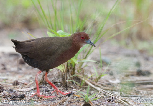 Ruddy-breasted Crake - display this album Ruddy-breasted Crake