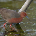 Ruddy-breasted_Crake-251230-146FRYAP-FYA08614-W.jpg