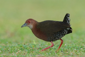 Ruddy-breasted Crake-260115-150FRYAP-FYA00698-W.jpg