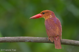 Ruddy Kingfisher-111110-109EOS7D-IMG_3095-W.jpg