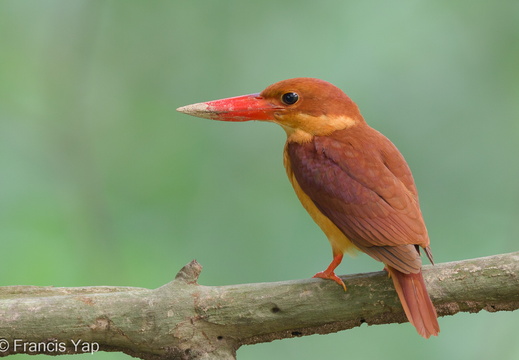 Ruddy Kingfisher - display this album Ruddy Kingfisher