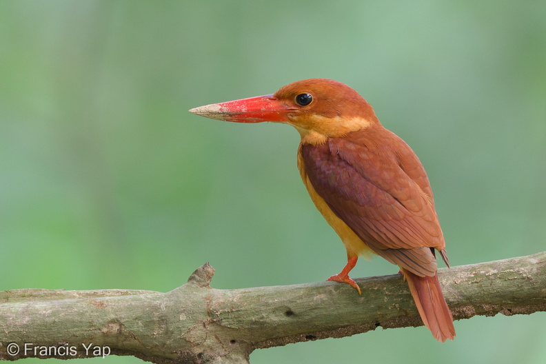 Ruddy_Kingfisher-111204-110EOS7D-IMG_0726-W.jpg