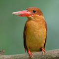 Ruddy_Kingfisher-111204-110EOS7D-IMG_0735-W.jpg
