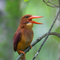 Ruddy_Kingfisher-250504-106FRYAP-FYA01186-W.jpg