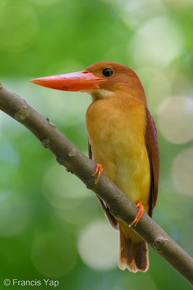 Ruddy_Kingfisher-260303-159FRYAP-FYA01425-W.jpg