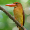 Ruddy_Kingfisher-260303-159FRYAP-FYA01425-W.jpg
