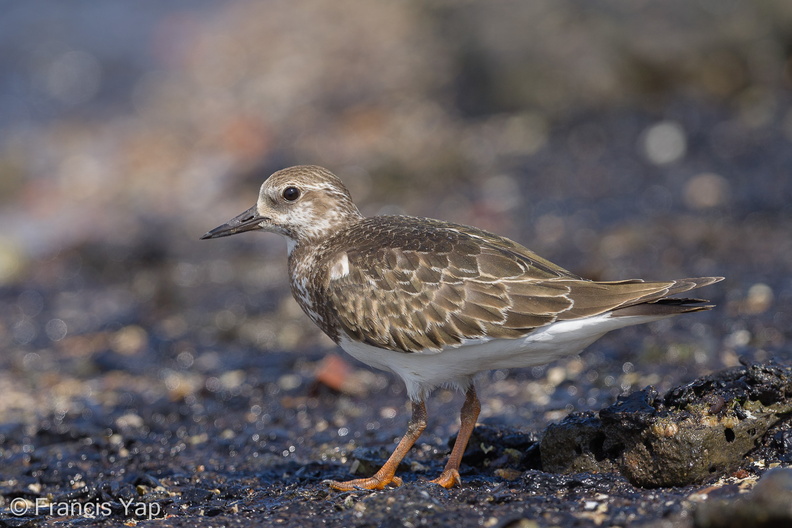 Ruddy_Turnstone-131005-110EOS1D-FY1X4512-W.jpg