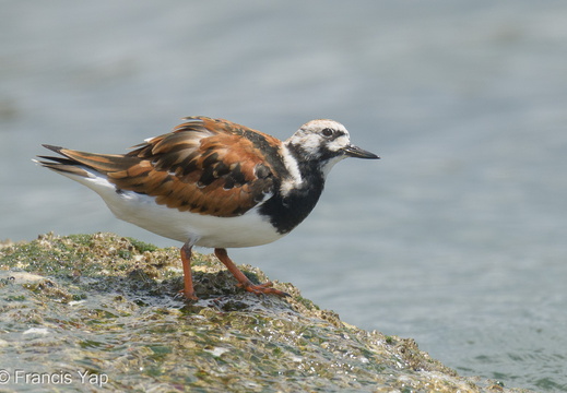 Ruddy Turnstone - display this album Ruddy Turnstone