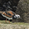 Ruddy_Turnstone-220410-145MSDCF-FRY06266-W.jpg