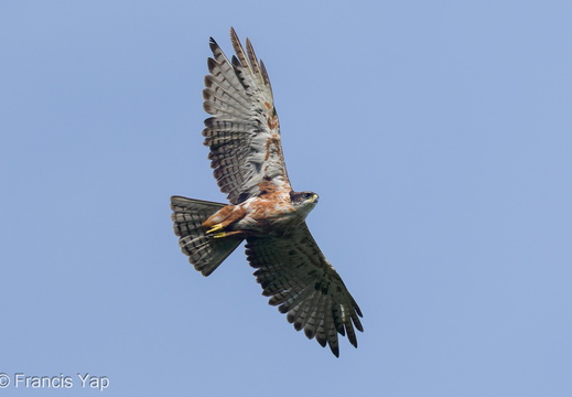 Rufous-bellied Eagle - display this album Rufous-bellied Eagle