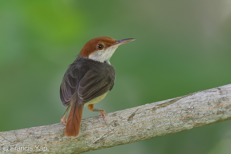 Rufous-tailed_Tailorbird-160820-103EOS1D-F1X26578-W.jpg
