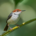Rufous-tailed_Tailorbird-240514-228MSDCF-FYP02601-W.jpg